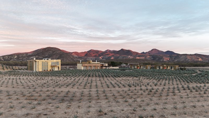 El conjunto y los círculos de agave, con la Giganta al fondo