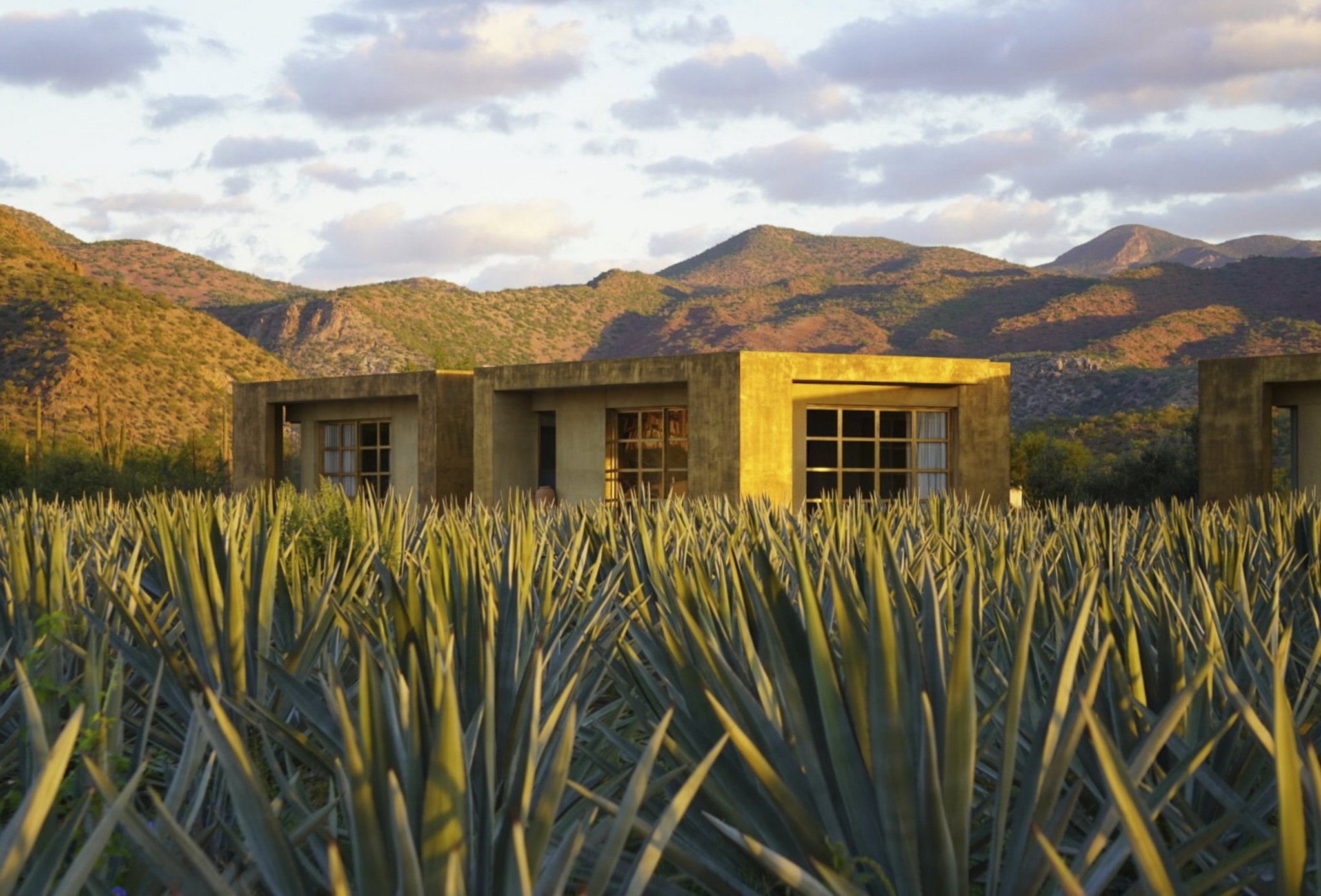 Las casitas tras el plantío de agave, al amanecer